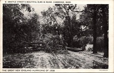 1938 New England Hurricane Brattle St Cambridge MA Elm Tree Damage Postcard picture