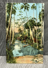 Vintage Cuba Tropical Landscape Postcard Edición Jordi Hand-Colored Palm Trees picture