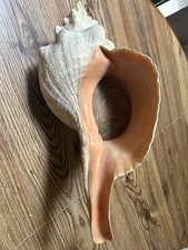 19 inch Horse Conch with Operculum picture