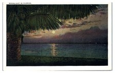 Moonlight Over Florida River Scenic Night View c1940s Postcard picture