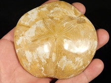 Big Polished 150 Million Year Old SAND DOLLAR Fossil Madagascar 183gr picture
