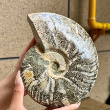 3.1 LB  Polished Ammonite Fossil Specimen Reiki Healing Meditation Decor picture