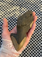 Real Megalodon Shark Tooth 5.50” Big Fossil Shark Teeth From NC picture