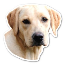 (Yellow) Labrador Retriever Magnet picture