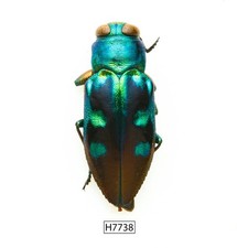 BEETLE, INSECT -H7738. Buprestidae - VIETNAM picture