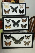 3 PCS SET 5 REAL  MOUNTED BUTTERFLIES  IN GLASS  FRAME WOOD SIZE 7