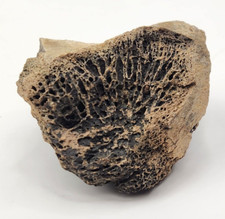 Dinosaur Vertebra Partial  Fossil - (Tyrannosaur?) - Hell Creek - Wibaux Co, MT picture
