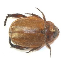 COLEOPTERA, RUTELINAE, CESTRADORETUS SP. from MADAGASCAR picture