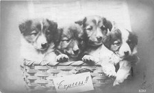 G8/ Animal Postcard RPPC Real Photo Basket of Dogs Express 12 picture