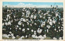 Postcard AZ: Earliest Cotton in the World Grown in Arizona WB 1920's picture