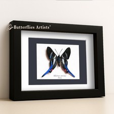 Rhetus Arcius Iridescent Blue Long Tailed Metalmark Butterfly Framed Shadowbox picture