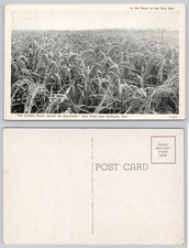 Vintage Curteich Arkansas Rice Field Postcard - Stuttgart 