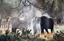 RARE Original 1960s East African Airways Poster Amboseli Kilimanjaro Elephants picture