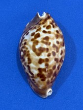 Cypraea Zoila Friendii Friendii 70mm picture
