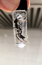  Bullet Ant SPECIMEN           ( Paraponera Clavata) HAND COLLECTED Insects picture
