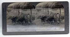 Pangasinan Luzon Philippines Threshing Rice Carabao Antique Stereoview J70488 picture