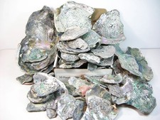 Abalone Pieces 10 POUNDS Wholesale Jeweler Jewelry Making Artist Nor Calif Coast picture