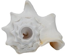 Small Bahama Conch Shell Horn Milk Conch - 5-6 inch picture