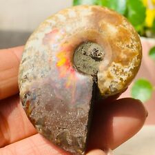 36g Diminutive Lovely Ammonite Rainbow Fire Fossilized Specimen picture