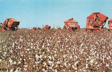 Arkansas Cotton Picking Modern Machines Siebert News Agency Chrome Postcard picture