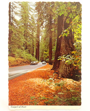 Avenue Of Giants California Postcard Vintage Chrome Highway Road Trees Travel CA picture
