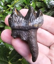 Rare Baby Mastodon Fossil Tooth Florida Ice Age picture