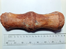 Big Cretaceous Fused Fossil Vertebrae From Crocodile, Kem Kem MV119 picture