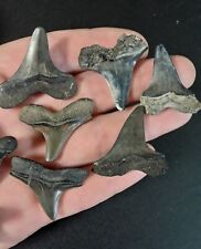 12 Rare Cretoxirhina Fossil Shark Teeth N Mississippi Aka Ginsu Shark Tooth picture