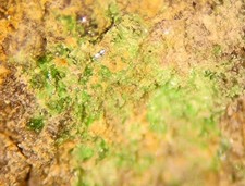 GOLDMANITE - Rare Vanadium Garnet - Pezinok, SLOVAKIA picture