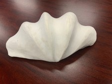 Genuine Ocean GIANT Clam Shell 10” x 6.25”.  Possibly Tridacna Gigas? Beautiful picture