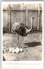 c1910's Cawston Ostrich Farm Eggs So. Pasadena California CA RPPC Photo Postcard picture