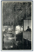 Japan, Japanese Glycine Garden Vintage Silver Print 9x14 Silver Print picture