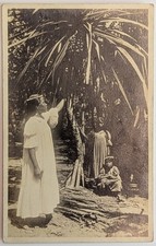 ​​​​​VTG c1910 Pacific Island Hawaii RPPC Postcard Native Women Pandanus Tree picture