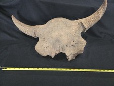 Old Bison Buffalo Skull Cap Large Iowa River Find Fossil Collectible See Video picture