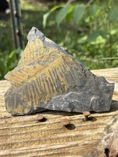 Large Fern Fossil Specimen- Natural 4” Fern Leaves Fossil Shale Impressions picture