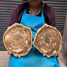 2pcs 7.12 LB Natural Petrified Wood Crystal Fossil Slice Crystal Specimen 6198 picture