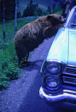 (157) 1960s–70s Yellowstone Camping Slides + DVD Scan Family Trip Lot Vintage picture
