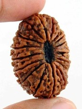 17 Mukhi Rudraksha Seventeen Face Rudraksh Hindu Sacred Bead Rare  picture