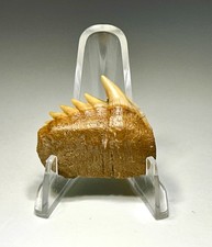0.99” Upper Jaw Chilean Hexanchus Gigas Sixgill Cow Shark Tooth Rare 🎃 Colors picture