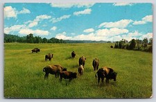 Animals~Air View Buffalo Grazing In Field~Vintage Postcard picture