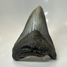 Megalodon Shark Tooth 5.25 Inch - Amazing - Authentic Fossil - Natural 20733 picture
