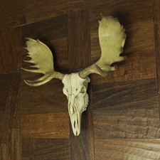 Large Lifelike Bull Moose Skull Hanging Wildlife Decor Statue picture