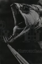 1978 Press Photo Denton Fish from Ecuador's Aguarico River - mja43921 picture