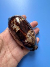 98.6mm | Cypraea Testudinaria  | F+++ GEMS | DARK | Beautiful shell picture