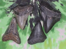 Megalodon Sharks Teeth 4 NO RESTORATIONS fossil sharks teeth tooth picture