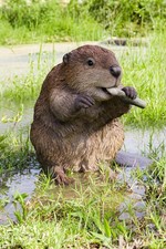 HI-LINE Gift American Beaver Statue, Brown picture