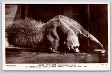 Paddington Antique Great Anteater Exotic Wildlife Animal Photography 1922 picture