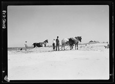 Photo:East Hampton Long Island NY 1900s Beach Horses on Dunes picture