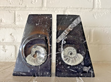 Beautiful Heavy Nataloid and Orthceras Fossil Polished Bookends or Decor picture