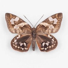 Castnia Estherae ♂ Mexico - Male - Castniidae picture